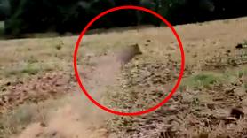 Un agricultor imita el ruido de un jabalí y un animal camuflado en su cultivo da un susto de muerte