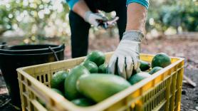 Una técnica nutricionista te enseña a introducir el aguacate en tu dieta sin miedo a las grasas