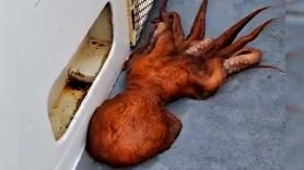 Un pulpo gigante se cuela en la cubierta de un barco y su modo de escapar rompe el contador en redes