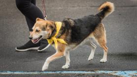 Algunos perros en Dinamarca comienzan a llevar lazos amarillos: esto significa y quizá acabe llegando a España