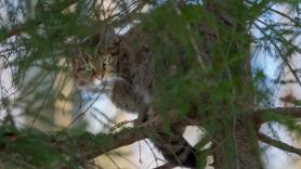 Instalan 240 cámaras durante años para perseguir al gato montés español y lo que hay en las tarjetas de grabación es demoledor