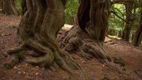 La ruta de senderismo más mágica de España te lleva por un bosque milenario de otoño eterno