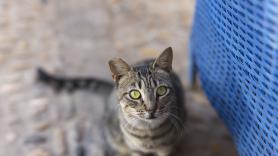 La ciencia aclara cómo debemos saludar a un gato