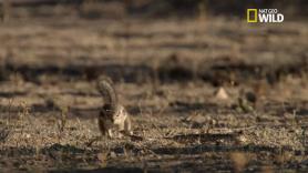 Coraje y reflejos: esta ardilla deberá mostrar todo esto para salvar a sus crías de una serpiente