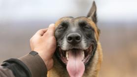 El trance canino que asusta a los dueños de los perros y la ciencia no logra dar con las causas