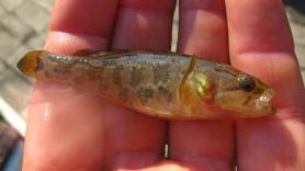 Liberan un pez encantador en un lago y al acto se activan las alarmas posibles al tratarse de una especie invasora