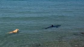 Aparece un tiburón en Denia y un perro se lanza al mar a perseguirle y todos señalan al dueño