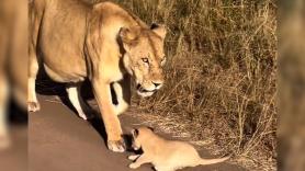 Se adentran en el Serengueti y la naturaleza les regala una imagen tan tierna que se acaban los likes