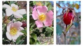 El CSIC descubre tres nuevas especies de rosas silvestres en los volcanes más antiguos de Canarias