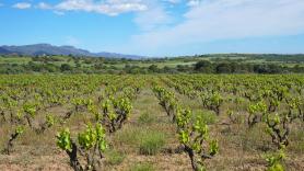 Unos jóvenes holandeses cumplen el gran sueño del vino en España: 60.000 botellas al año que riegan por Europa