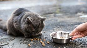 Esto dice la ley sobre dar de comer a gatos callejeros o palomas