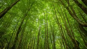 Tropiezan con la grandiosa veta de la energía del futuro en este enorme bosque español