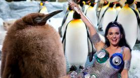 Hasta Katy Perry sucumbe al inédito bebé pingüino que ha engordado 100 veces su peso en 9 meses