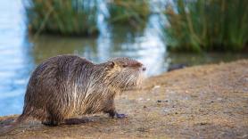 Transmite 4 enfermedades y es uno de los roedores más grandes: el animal que pone en jaque el ecosistema español