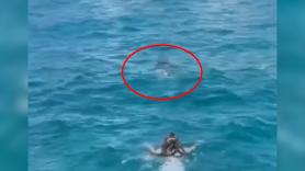 Ve una bolita de pelo flotando en el mar, se sumerge y lo que encuentra arruina sus vacaciones