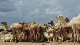 Ni Egipto ni Arabia Saudí: este el país con más camellos del mundo