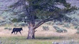 La reintroducción del lobo revoluciona Yellowstone