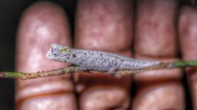 Turistas descubren por accidente la nueva especie que llevaba tiempo esquivando a la ciencia