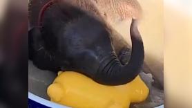 Un bebé elefante que odia el agua se atreve a darse un chapuzón gracias a su nuevo mejor amigo