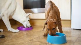 Los cazadores españoles declaran la guerra al pienso de comida de perros más conocido