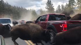 Cientos de turistas quedan atrapados en mitad de la carretera por una estampida masiva de bisontes