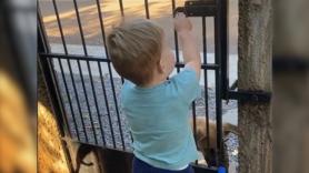 El inmenso corazón de un niño a la hora de abrir la puerta a un perro callejero