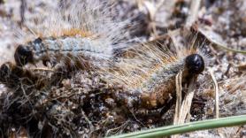 Ni mosquitos ni cucarachas: estas son las plagas más peligrosas que llegan cada octubre a España