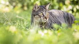 Encuentra una bolsa negra en su jardín llena de gatos abandonados y al rato descubre lo especiales que son