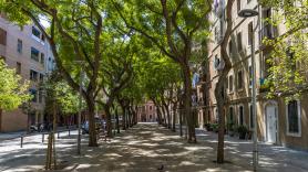 Enseña lo que se ha encontrado en un árbol en una calle de Barcelona: tan increíble como preocupante