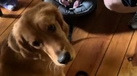 Impiden a un Golden Retriever saludar a su nueva 'hermanita' y contener la emoción resulta imposible