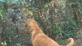 Descubren un misterioso agujero en el patio trasero y son incapaces de castigar a su perro al conocer la razón