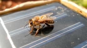 Instalan paneles solares en dos plantaciones y 5 años después se convierte en el paraíso de la abejas