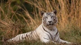 La ONG internacional en defensa de los animales alerta sobre la verdad de los tigres siberianos blancos