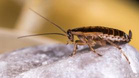 Este es el país de origen de la cucaracha más peligrosa para la especie humana