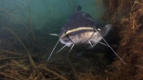 Un pescador logra capturar al coloso de 2,64 metros que se le escapó en el pasado ante sus narices y bate el gran récord