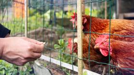 Este es el número de gallinas para poder legalizar un gallinero de autoconsumo