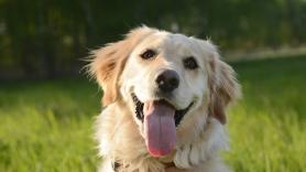 Descubren un gen del golden retriever que alarga la vida