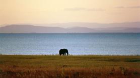 Esta rata es capaz de matar a un elefante con tan solo un mordisco