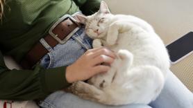 Nunca fue por amor: revelan los verdaderos motivos por los que a tu gato le encanta dormir contigo