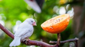 Piden a los jardineros espolvorear este polvo en el jardín en octubre