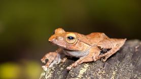 Descubren nuevas especies de ranas en Madagascar que evocan a Star Trek