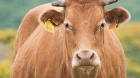 Una vaca se cae a un agujero de tres metros y al rescatarla descubren reliquias con dos siglos de antigüedad