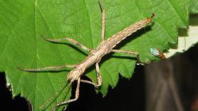 La impresionante técnica antidisturbios de los insectos palo para huir de los depredadores