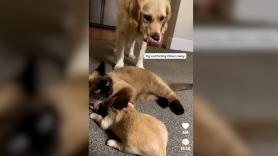 Una Golden retriever se queda sin fuerzas para cuidar de su cachorro y un gato toma el mando para conquistar millones de corazones