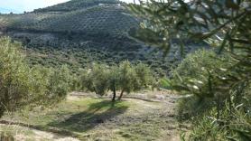 El caramelo envenenado que supone el formidable golpe del aceite de oliva andaluz