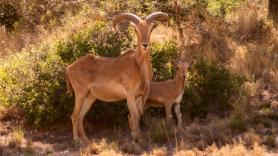 Marruecos ordena soltar tres animales para salvar su desierto