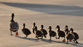 Una pareja vuelve a su casa y se encuentra con la familia de 'okupas' más adorable: "Les acomodamos"