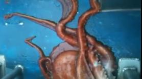 Un pulpo logra escapar de manera espectacular de un acuario y regresa al océano