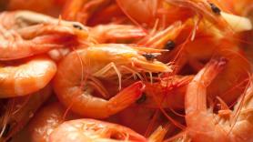 Alerta alimentaria desde Hong Kong por un tóxico peligroso en gambas españolas: se activa amenaza con multa y prisión