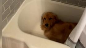 Este Golden Retriever recibe una cama para perros de lujo y su “agradecimiento” sorprende a medio mundo